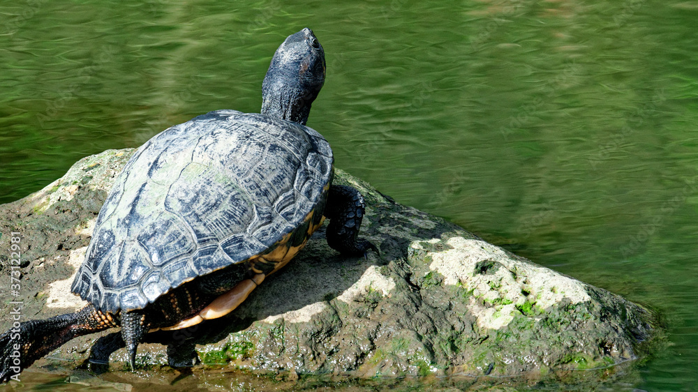 Obraz premium tortue de Floride au soleil