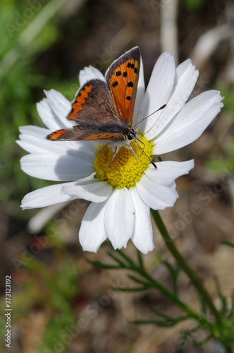 Butterfly sitting on a flower. Shot taken near Salo (Finland) during summer time