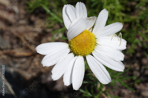 white daisy flower