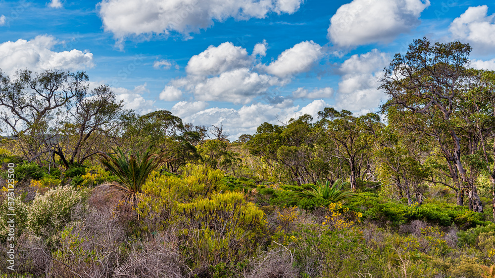 Fototapeta premium In Western Australia, Lesueur National Park with Grasstrees (Balga) and also in late winter and spring the park’s diverse flora comes out in flower.