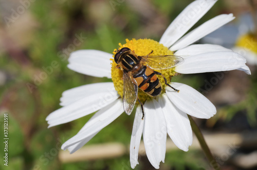 Fly on a flower