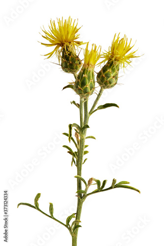 yellow thorny flower Centaurea solstitialis or yellow star-thistle isolated on white background