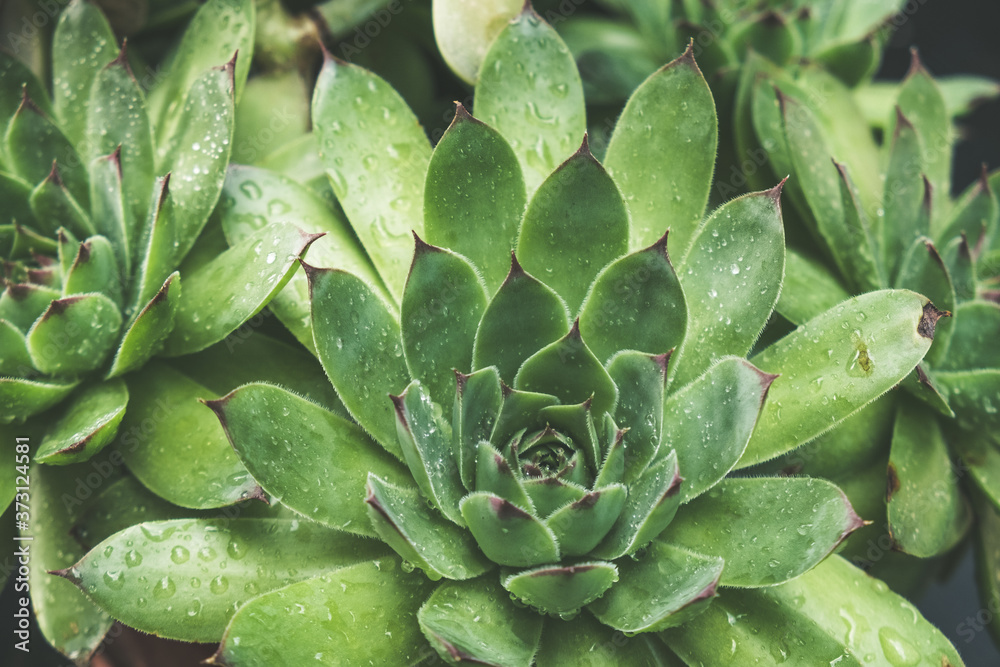 Fototapeta premium Succulent plant with water drops on the leaves