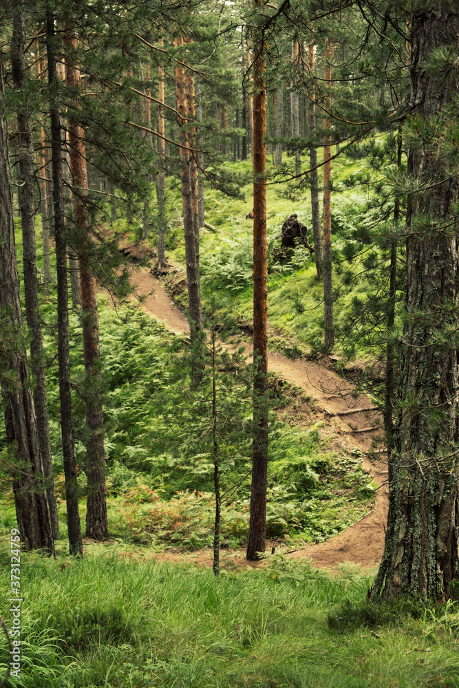 Fototapeta premium Hiking path leading through the woods