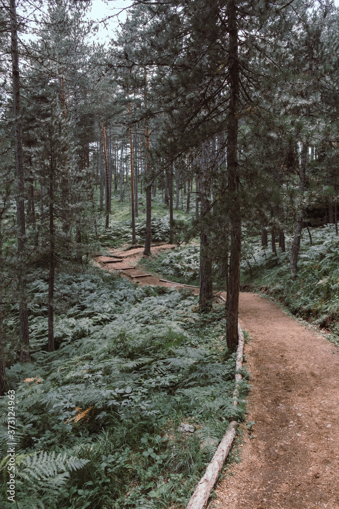 Fototapeta premium Hiking path leading through the woods
