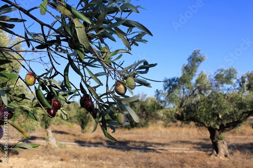 Olives of Manaki variety on olive tree branch in Attica, Greece. photo