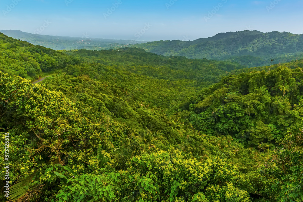 A view across the jungle canopy near to Grand Etang Lake in Grenada