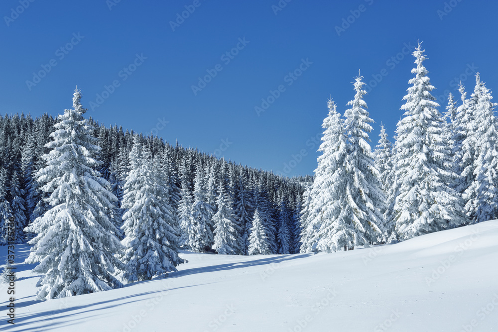 Winter scenery. Natural landscape with beautiful sky. Amazing On the lawn covered with snow the nice trees are standing poured with snowflakes. Touristic resort Carpathian, Ukraine, Europe.