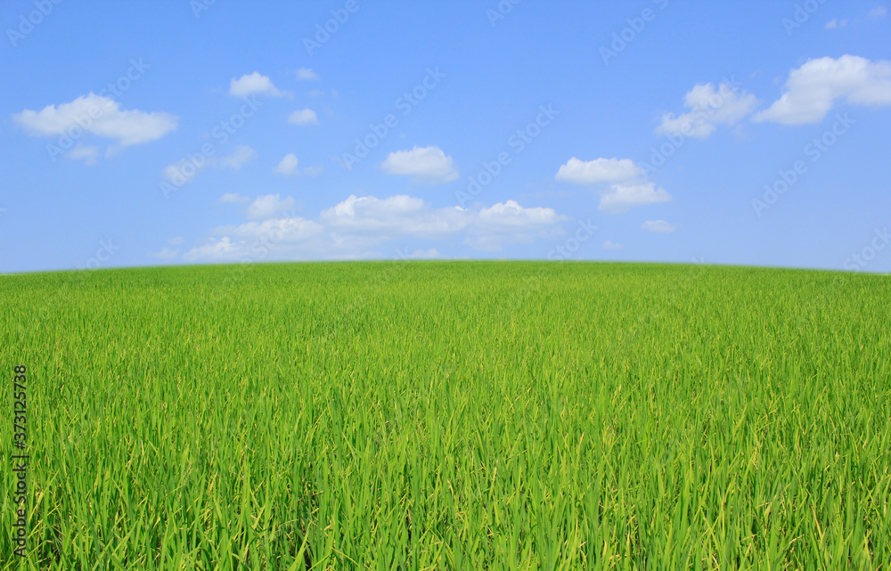 green field and blue sky