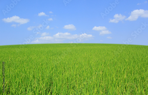 green field and blue sky © saranyoo