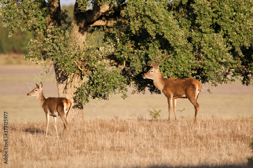 deer couple (Cervus elaphus) in an holm oak forest at Doñana National Park in south Spain