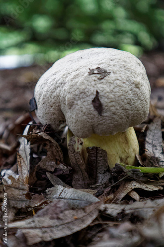 The Rooting Bolete, Caloboletus radicans
