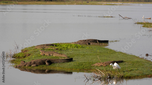 Shot of crocodiles and a great egret in a freshwater marsh