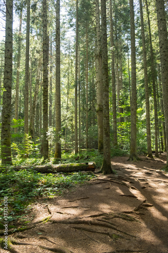 Path leading through the mountain pine forest © Neeqolah