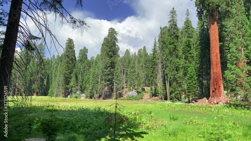  Giant Sequoia trees in Yosemite National Park, California. UNESCO World Heritage Site
