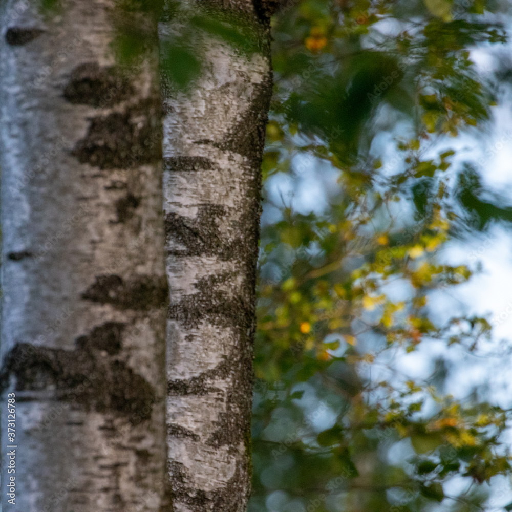 Fototapeta premium Birch