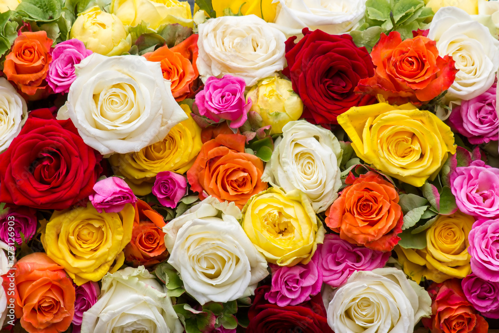 roses background - close up roses background - close up