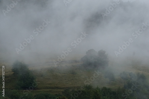 Dense fog in the forests of the Rhodope Mountains, Bulgaria