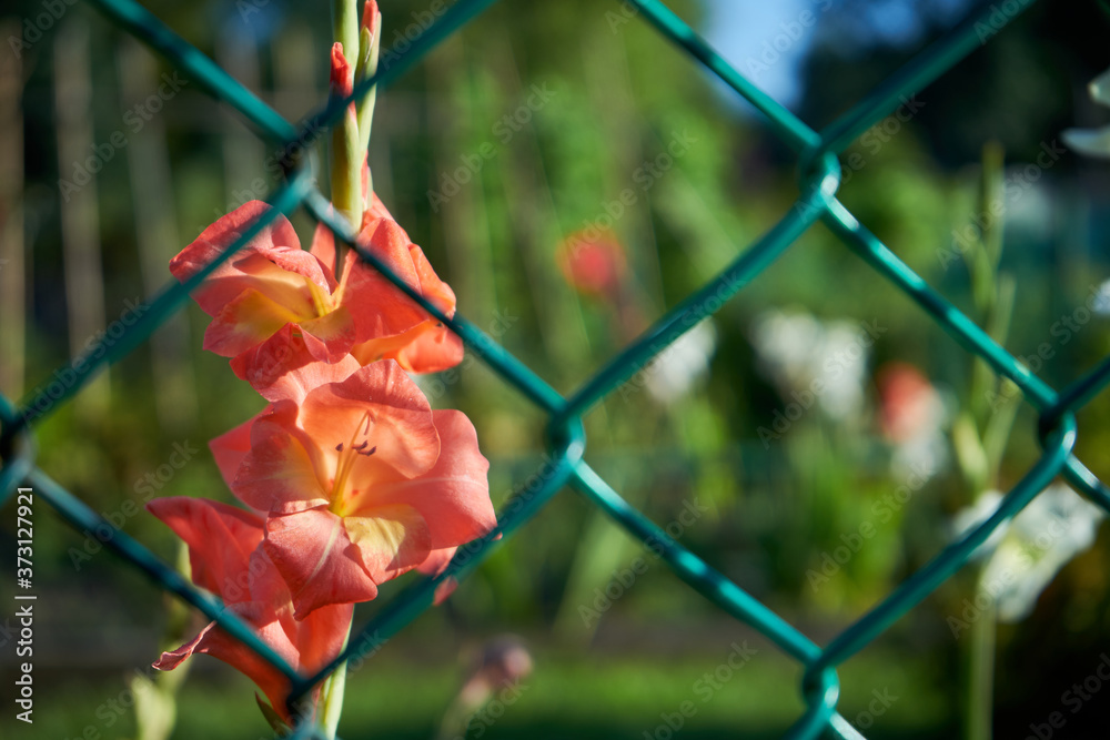Fototapeta premium mieczyk , gladiola ,gladiolus,
