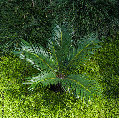 Cycas Revoluta Sago Palm. Botanical Garden  KIT  Karlsruhe  Germany  Europe