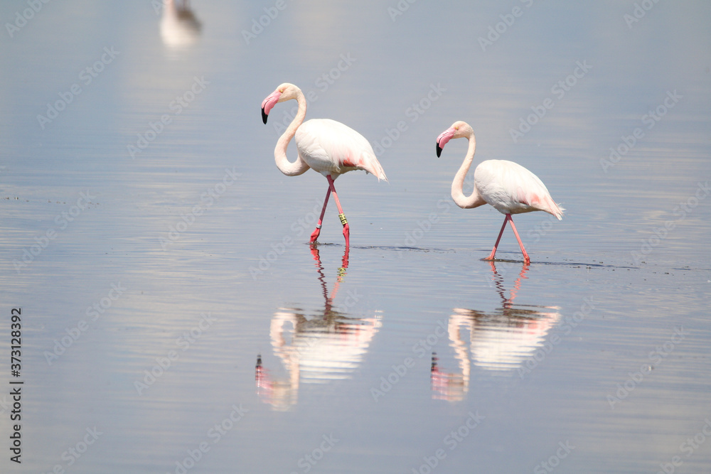 Greater flamingo (Phoenicopterus roseus) reflected in the water at Odiel marshy area in south Spain. Reflection of two pink birds