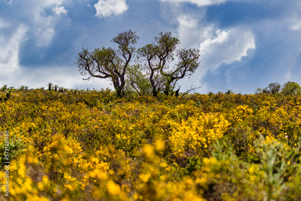 In Western Australia, Lesueur National Park erupts into colour in late winter and spring as the park’s diverse flora comes out in flower. In Western Australia, Lesueur National Park erupts into colour in late winter and spring as the park’s diverse flora comes out in flower.