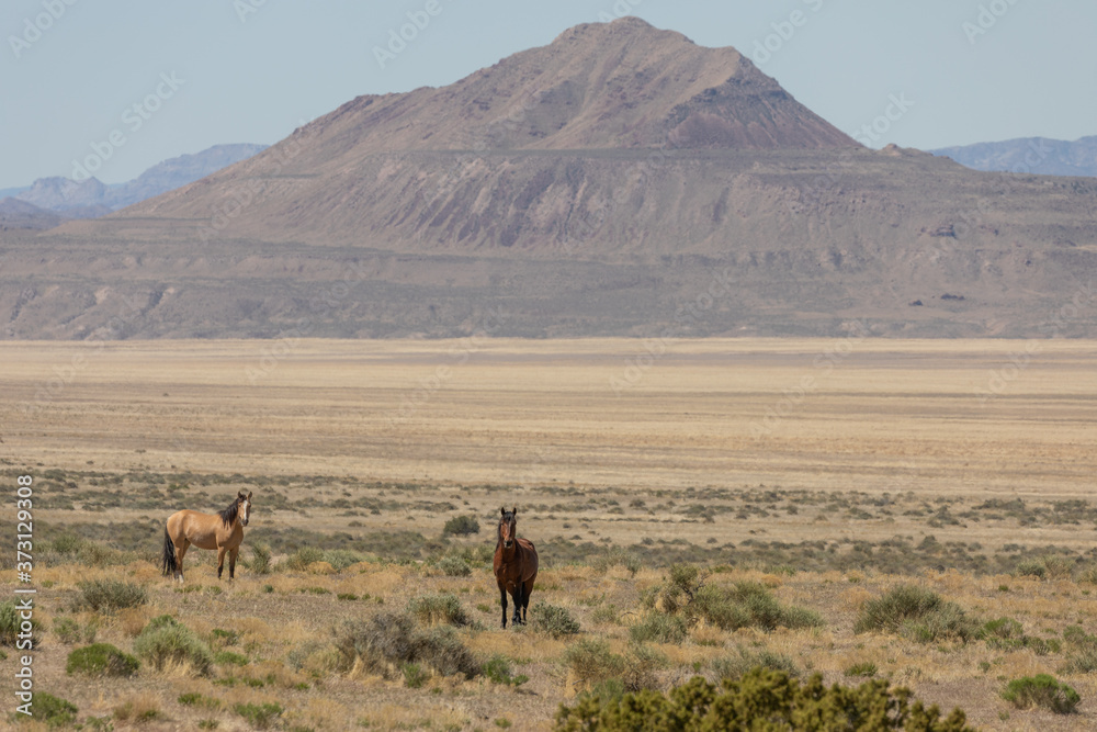 Wild Horses in Spring in the Utah Desert Wild Horses in Spring in the Utah Desert