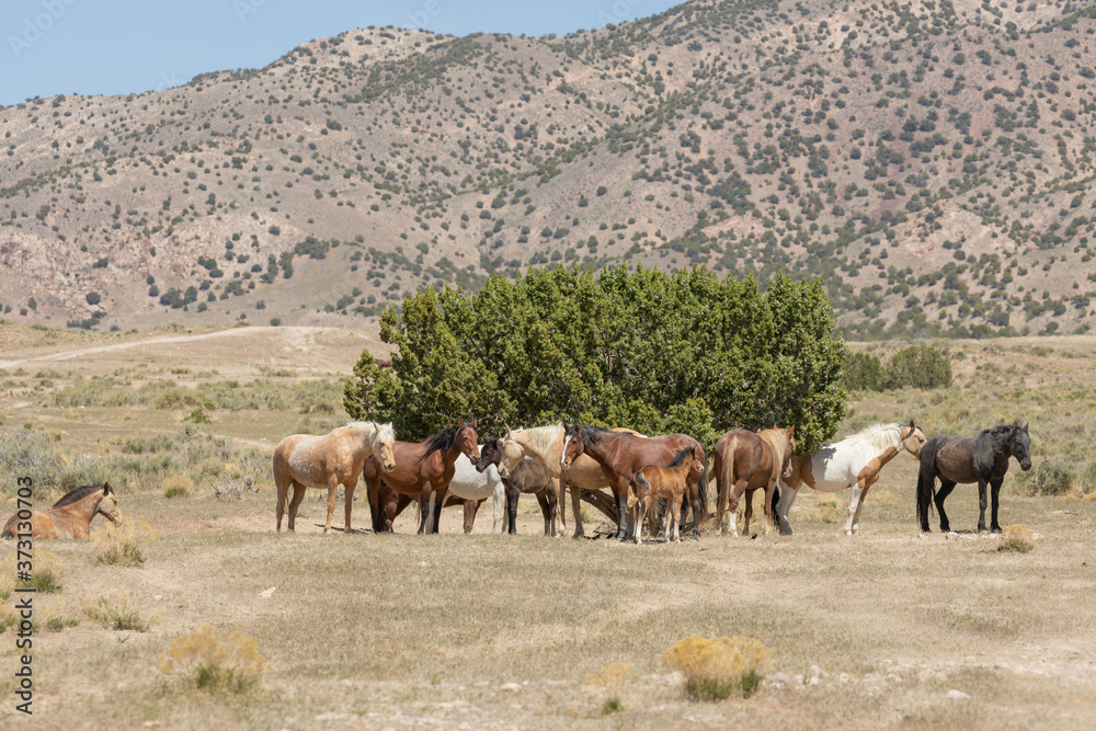 Wild Horses in Spring in the Utah Desert