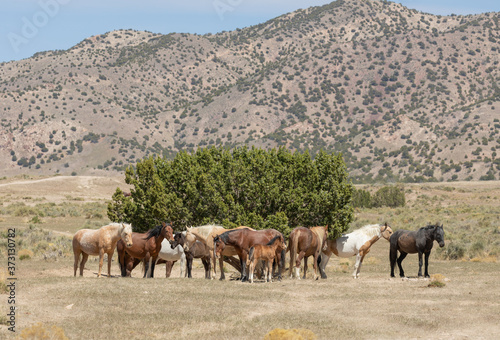 Wild Horses in Spring in the Utah Desert