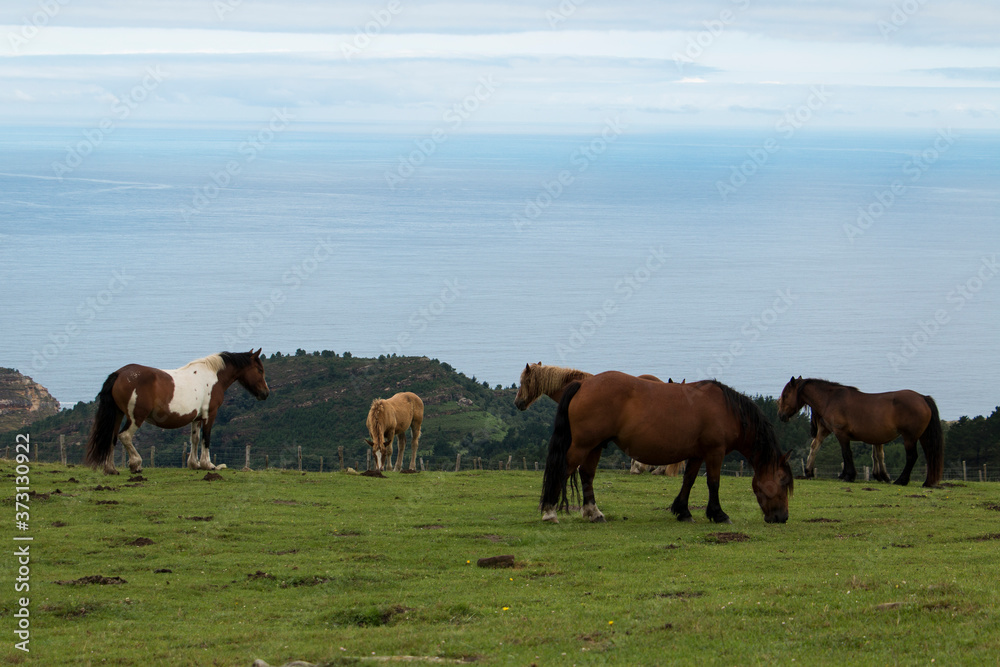 horses eating grass at hondarribia with Cantabrian sea in background horses eating grass at hondarribia with Cantabrian sea in background