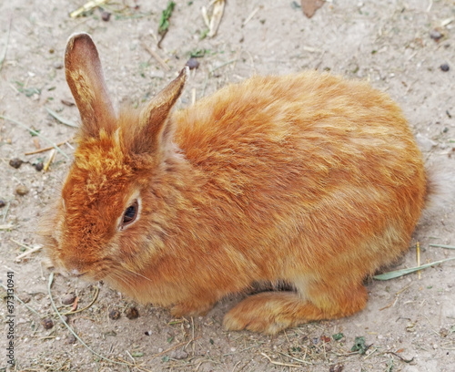 beautiful little rabbit