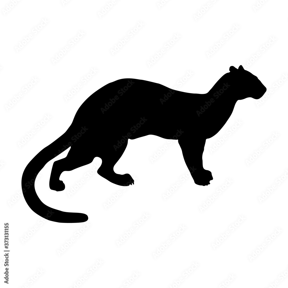 Obraz premium Fossa (Cryptoprocta ferox) Silhouette Found In Map Of Africa
