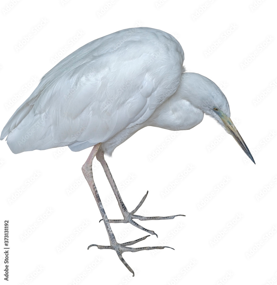 the Snow white Egret on a white the Snow white Egret on a white