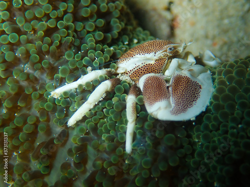 Porcelain crab in anemone photo