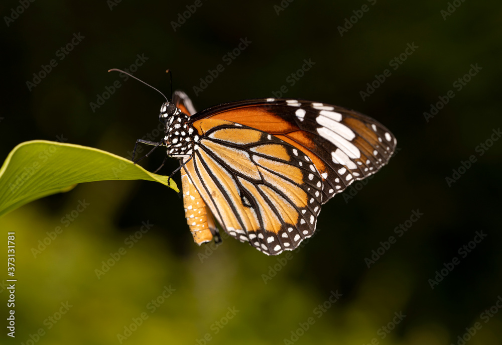 Macro of a Brown Monarch on Green Leaf Macro of a Brown Monarch on Green Leaf