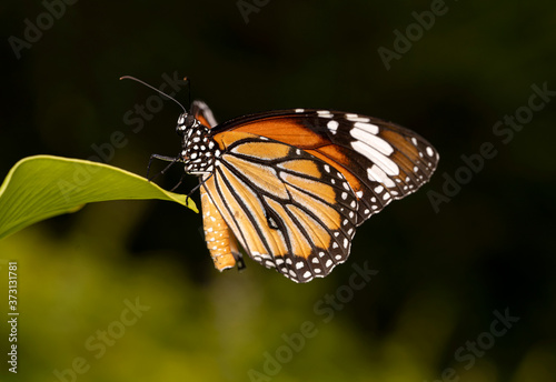 Macro of a Brown Monarch on Green Leaf