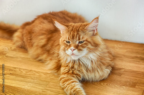 Red maine coon cat lying on a wooden floor