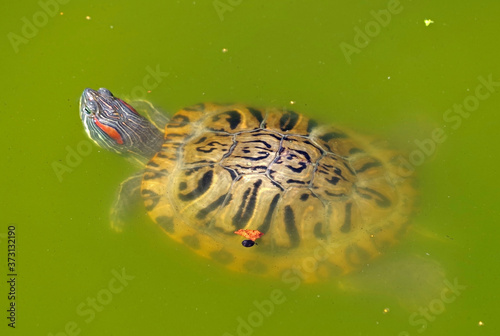 Fototapeta Naklejka Na Ścianę i Meble -  turtle swims in the muddy water of the lake