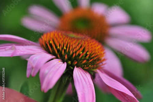 Purple coneflower, Echinacea purpurea, flowers in the garden, can be used in alternate medicine photo