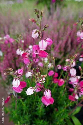 glockenheide, Erica tetralix