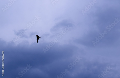 Bird in the dark sky. Dark sky background before a thunderstorm. Thunderclouds. 