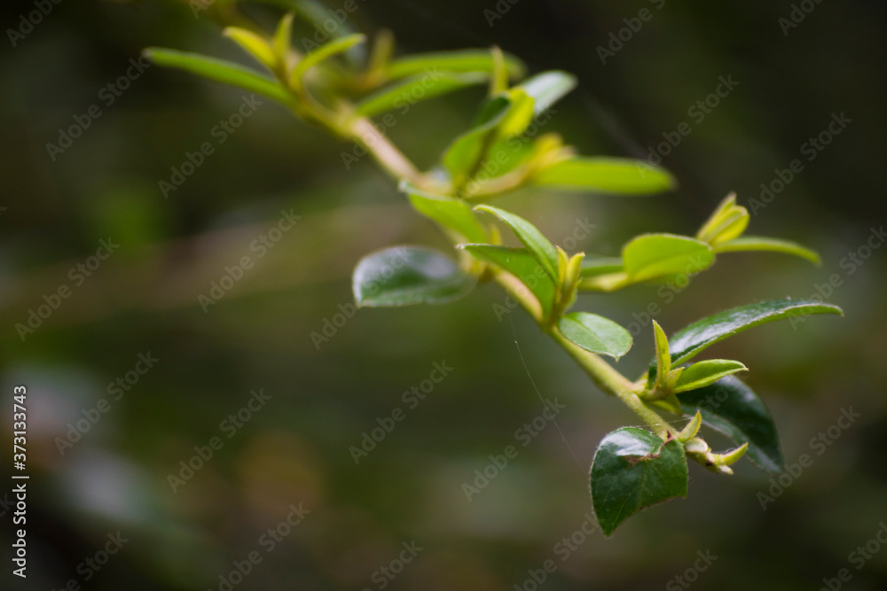Fototapeta premium Irga - krzew o małych listkach i kolorowych owocach