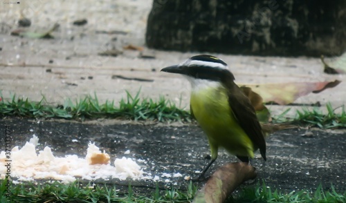 Bem-te-vi e o farelo de pão 