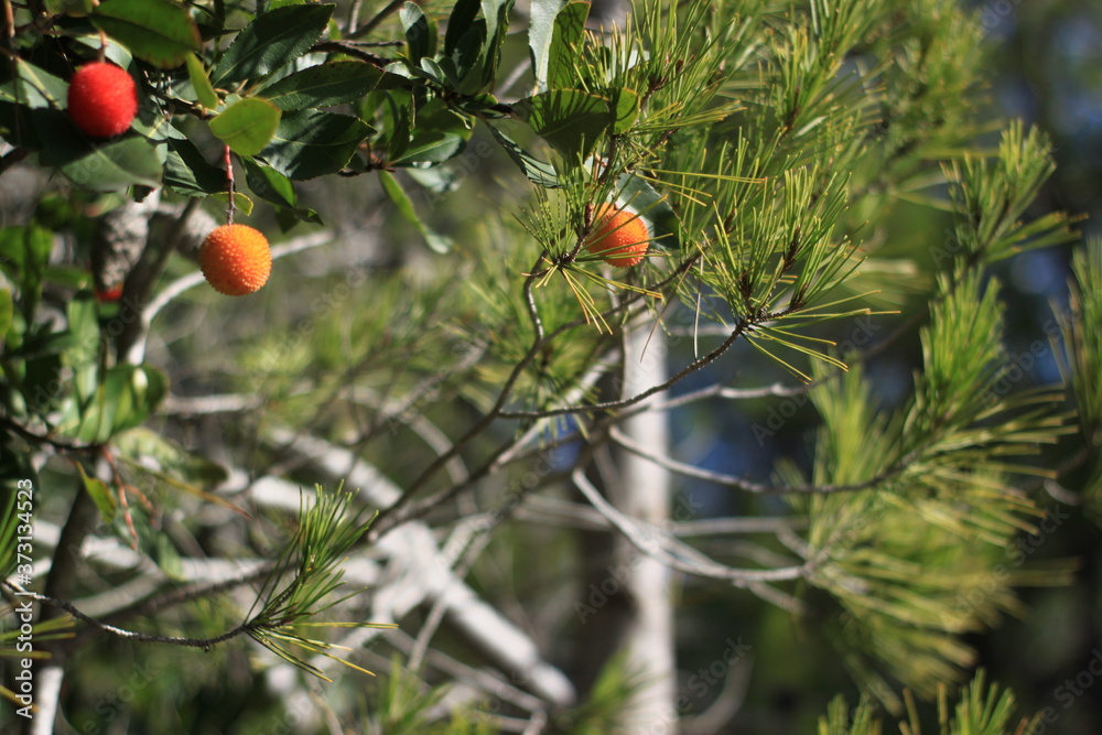 Fototapeta premium Fruto rojo sobre arboles verdes