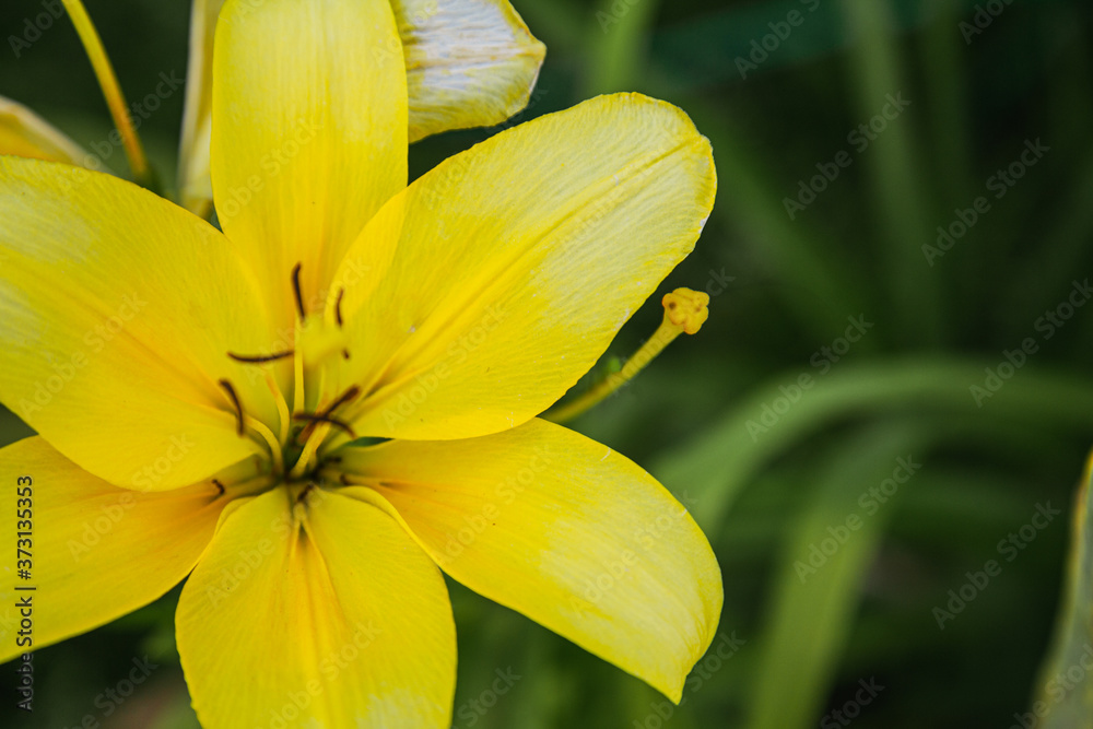 Fototapeta premium A beautiful yellow Lily flower blooms in the garden.