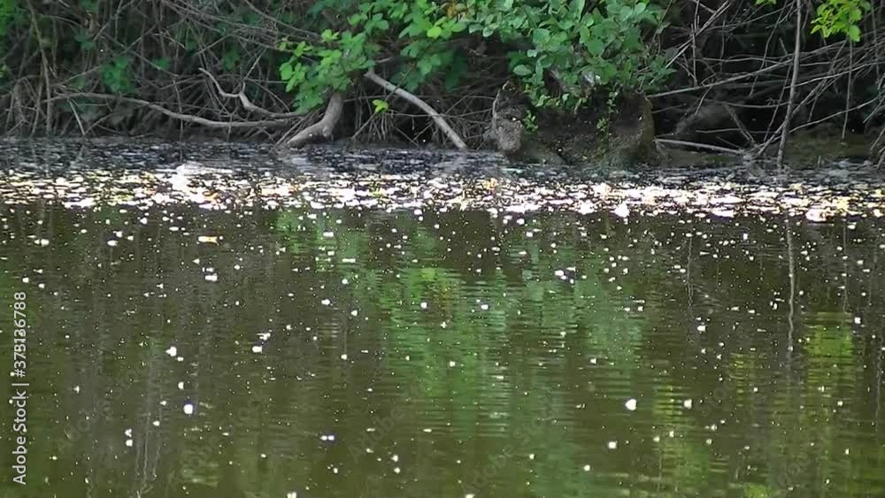 Water flowing by with fluffy seeds floating on it and a gnat swarm flying over it Water flowing by with fluffy seeds floating on it and a gnat swarm flying over it