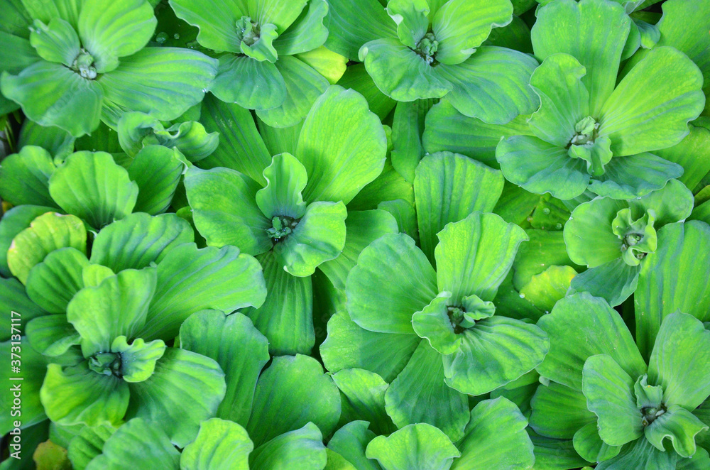 Fototapeta premium green leaves background