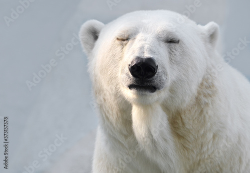 white polar bear