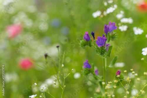 Naklejka flower meadow