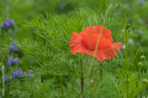 Naklejka flower meadow